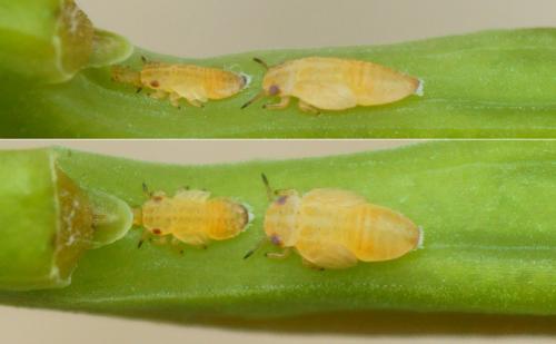 Réf. 230 909 : Ctenarytaina sp.